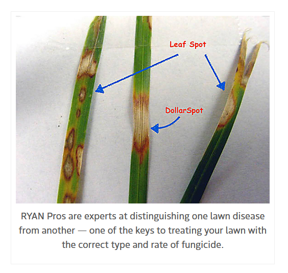 Porovnanie typov dolárovej škvrnitosti 