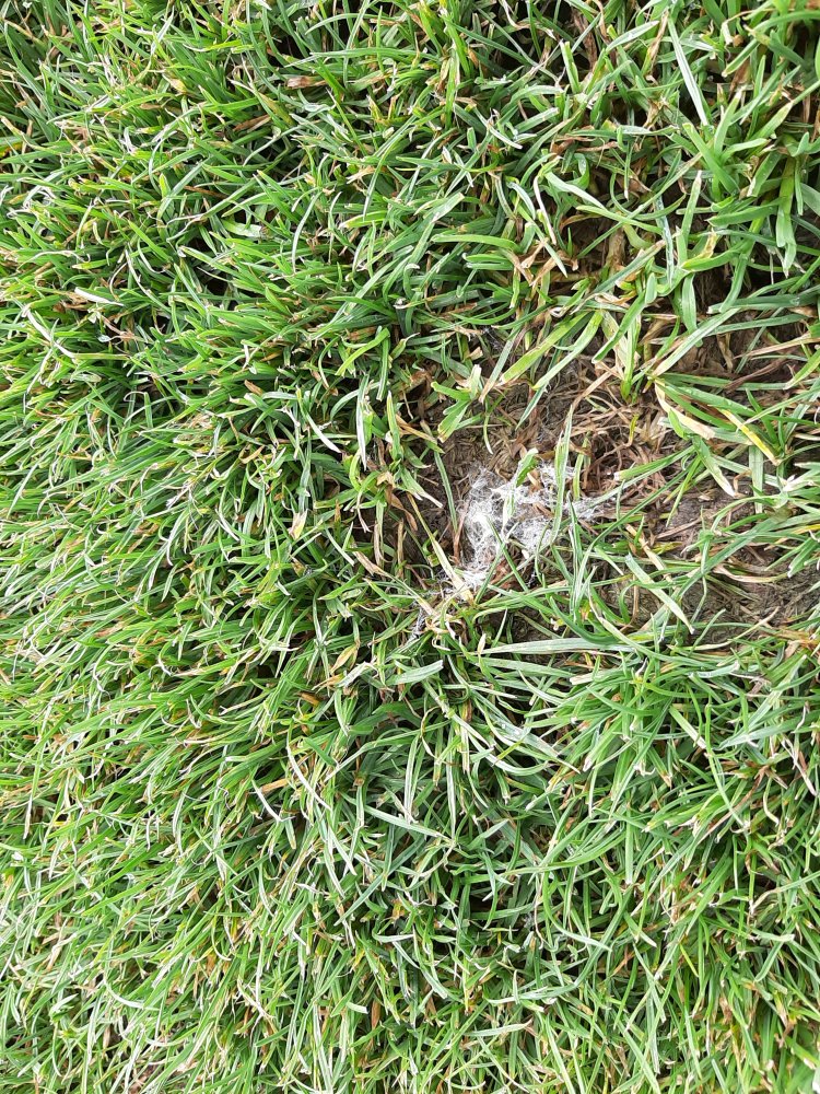 Pýtiová spála trávnika