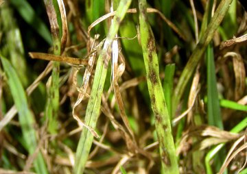 Listová škvrnitosť