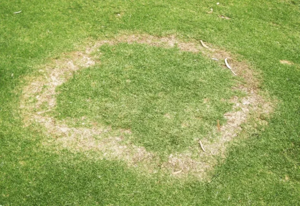 Čarovné kruhy v trávniku
