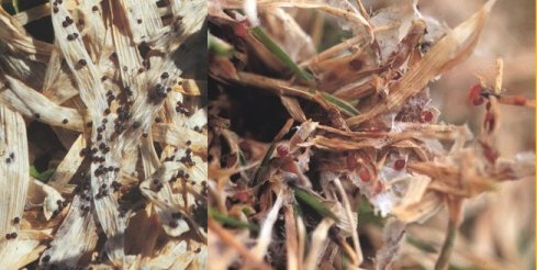 Skleróciá Typhula Ishikariensis