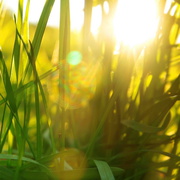 Letné hnojivá pre záhradné realizácie