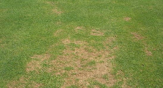 Poškodenie trávnika pri silnom napadnutí Antraknóza 