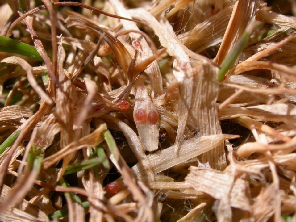 Sklerócia Typhula Incarnata