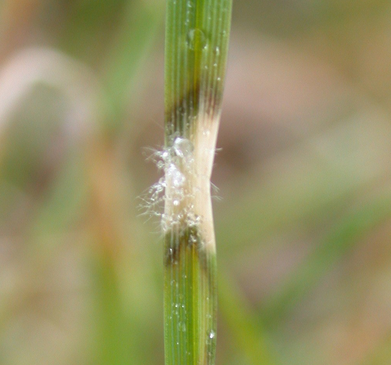 Dolárová škvrnitosť na steble trávy