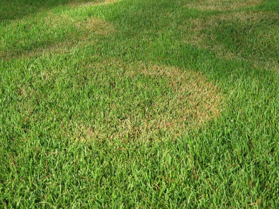 Hnedá - ohnisková škvrnitosť trávnika