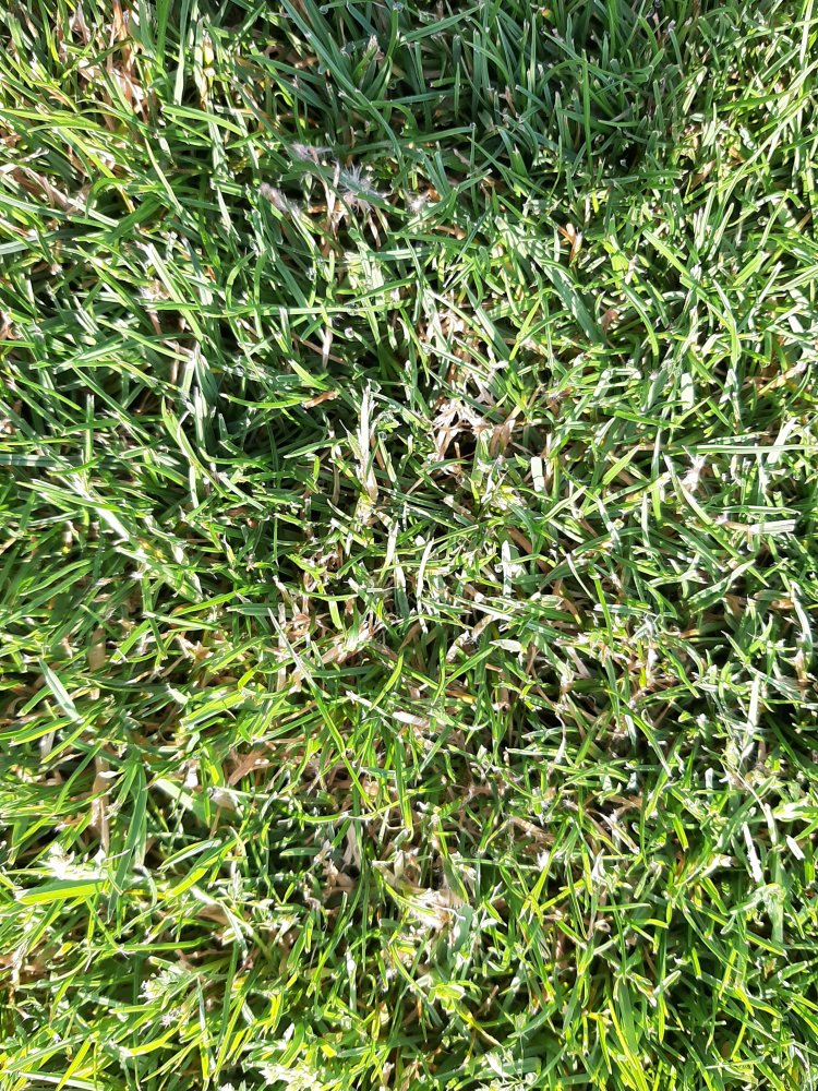 Pýtiová spála trávnika