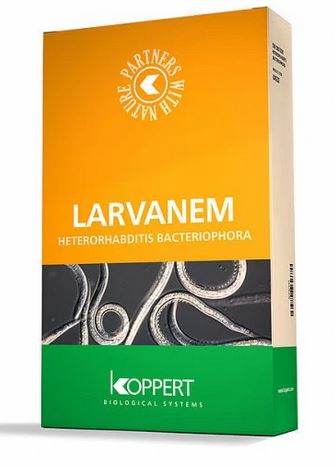 Larvanem