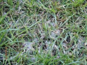 Choroby trávnika - PÝTIOVÁ SPÁLA TRÁVNIKA