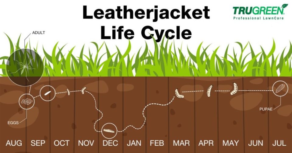 Životný cyklus tipúl