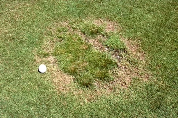 Trávnik napadnutý Bronzovou škvrnitosťou 