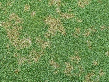 Dolárová škvrnitosť