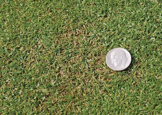 Listová škvrnitosť