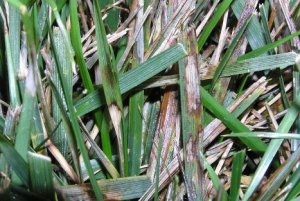 Škvrny na listoch sú ostro ohraničené tmavšou farbou pri hnedej škvrnitosti