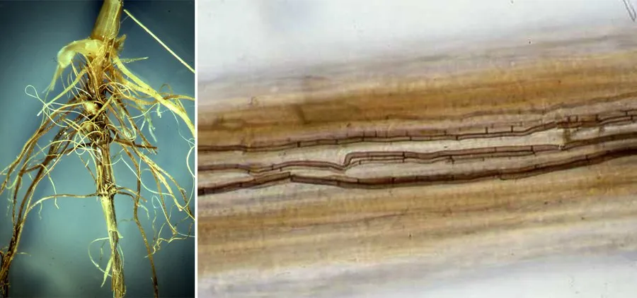 Pod mikroskopom - rovné hýfy, ktoré môžu preniknúť až na povrch koreňov