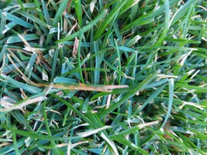 Napadnutie listov trávy