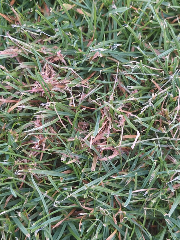 Červená nitkavosť 