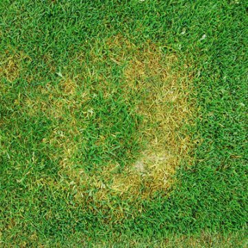 Trávnik napadnutý Bronzovou škvrnitosťou 