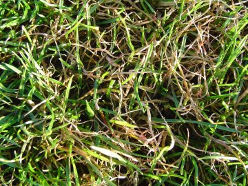 Červená nitkavosť 