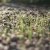 Granulované hnojivá - VÝSEVY A DOSEVY