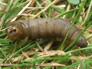 Larva tipule Larva tipule