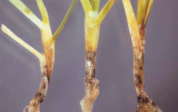 Napadnutie bázy stebiel a korunky