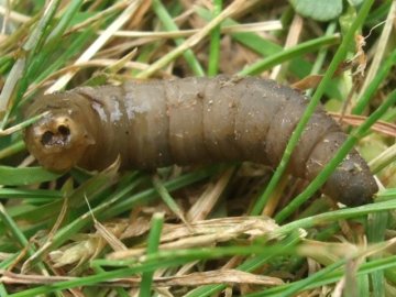 Larva tipule 