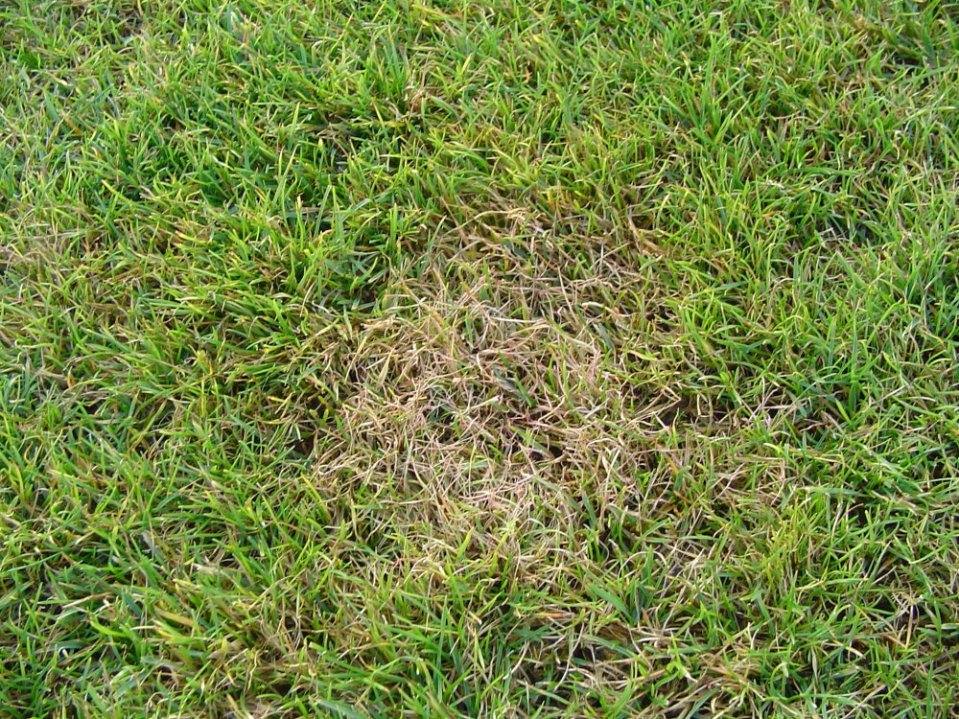 Červená nitkavosť 