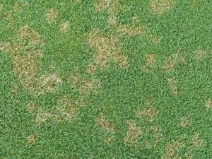 Dolárová škvrnitosť