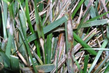 Škvrny na listoch sú ostro ohraničené tmavšou farbou pri hnedej škvrnitosti