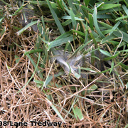 Pýtiová spála trávnika