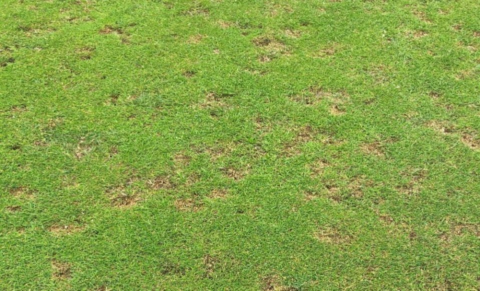 Prvé príznaky prítomnosti lariev