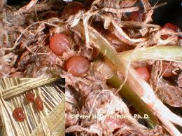 Sklerócia Typhula Incarnata