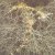 Mycorrhizal innoculant