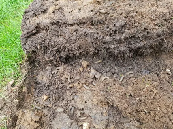 Koreňový systém trávnika vyžratý od lariev