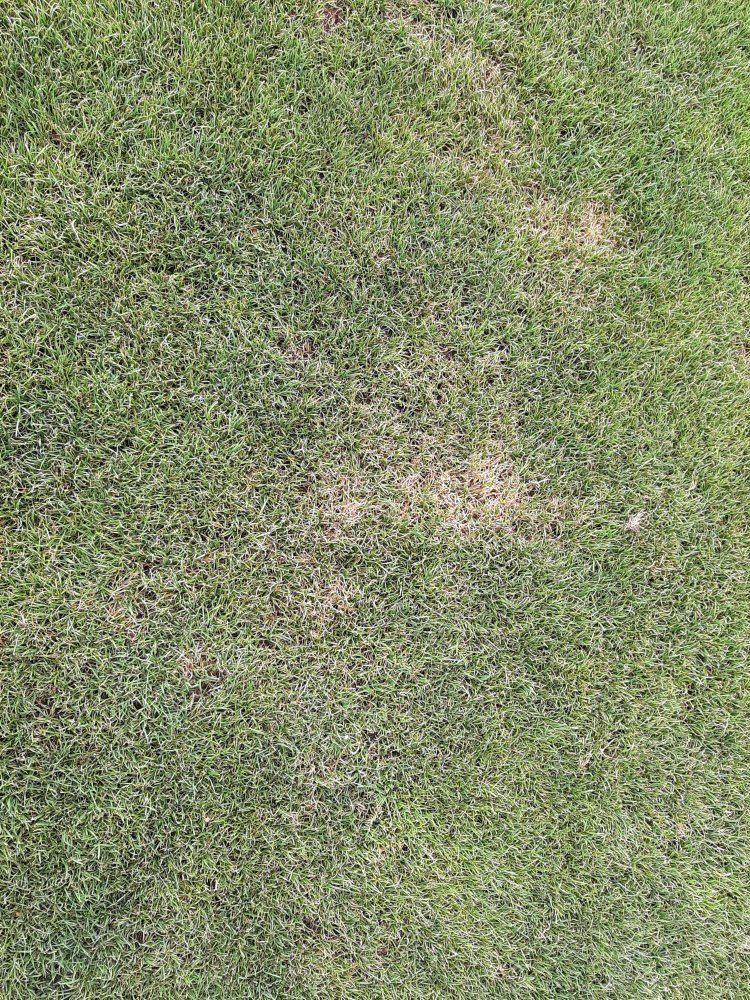 Pýtiová spála trávnika