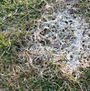 Choroby trávnika - PLESEŇ SNEŽNÁ vs. PLESEŇ SIVÁ