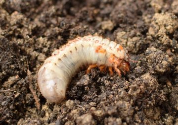 Škodcovia trávnika  - LARVY CHRÚSTA