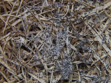 Skleróciá Typhula Ishikariensis