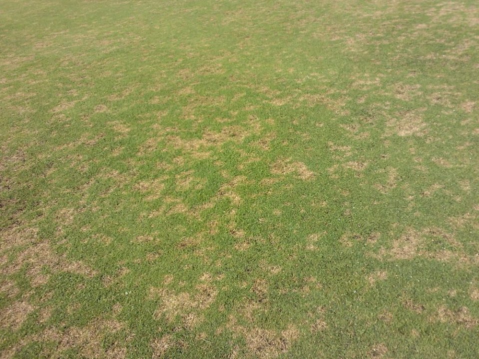 Dolárová škvrnitosť na trávniku