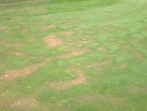 Choroby trávnika  - DRY PATCH (SUCHÉ MIESTA)