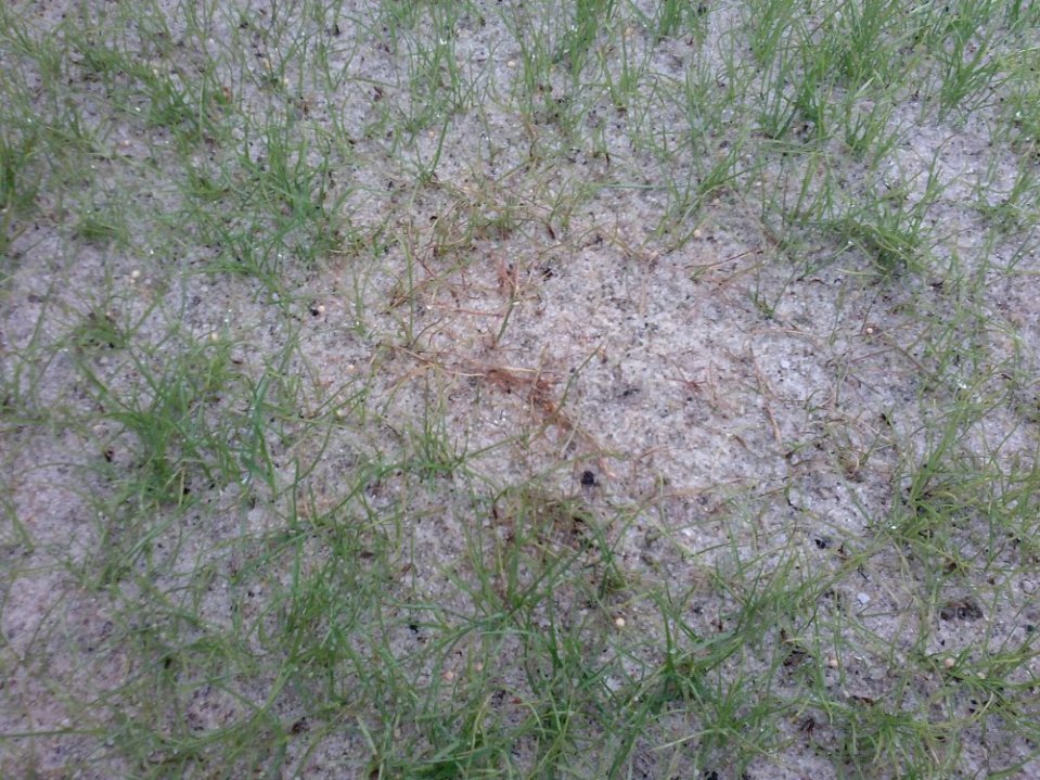 Pýtiová spála trávnika