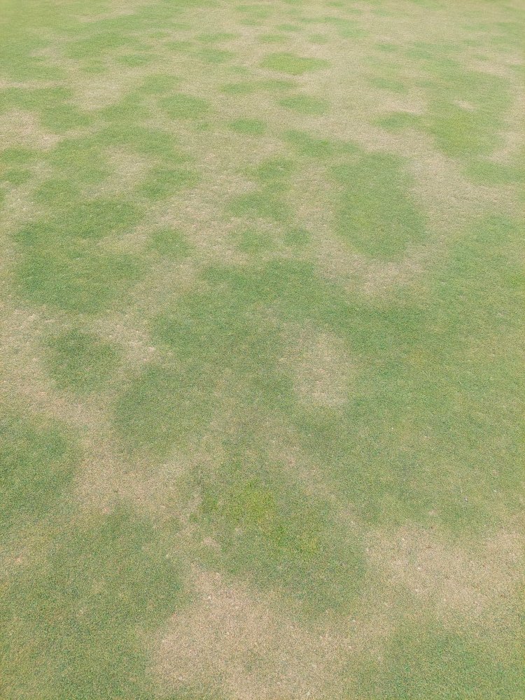 Suché miesta v trávniku