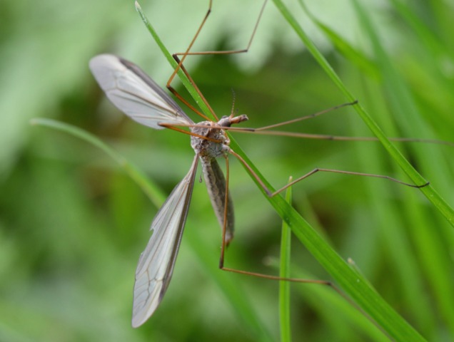 Dospelý jedinec tipule 